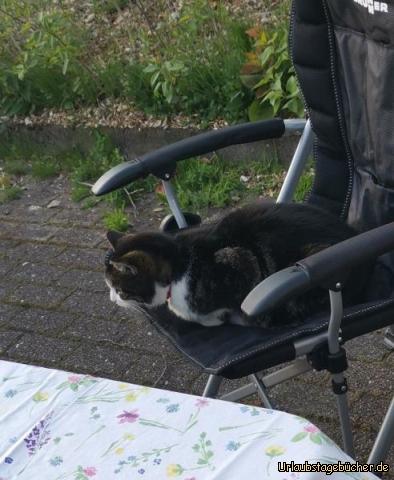 Katze: Eigentlich war das mein Platz.... 