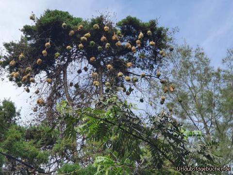 Webervogelnester: Webervogel- Kolonie an der Straße nach Gisenyi!