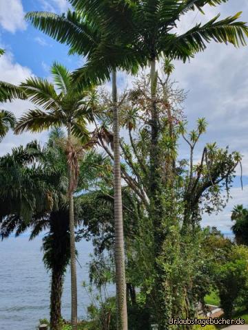 La Bella 1: Die La Bella-Lodge liegt abseits der Wohngebiete an einem Steilhang, vor lauter Palmen und anderen Bäumen, Rasen und Freiflächen sowie Strand mit Bootsanlegestelle liegen diverse Gebäude, und man kann auch im Zelt übernachten! Man hört nur das Rauschen der kleinen Wellen am Strand und das Gezwitscher der Vögel.