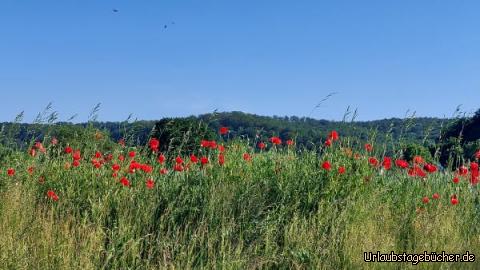 Mohnfeld: Mohnfeld