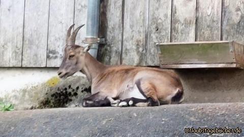 Steinbock bei der Siesta: Steinbock bei der Siesta