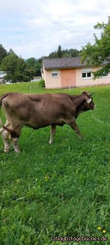 Kühe: Kühe