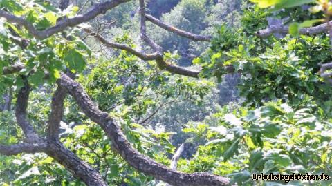 Natur pur: Natur pur