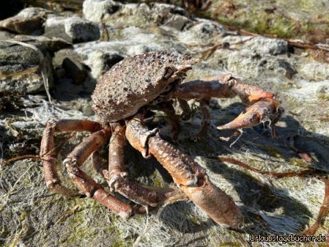 Crab I: …a massiv crab…