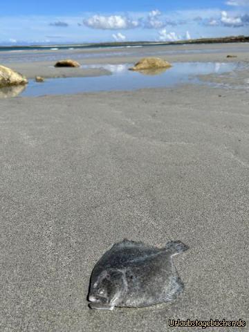 Beach 4: …dieses arme Kerl hat‘s leider nicht mehr geschafft…die Flut war schneller…