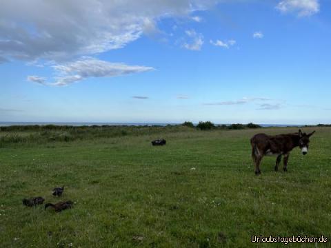 Tiere 1: …der Rest unserer tierischen Nachbarn…