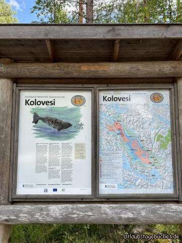 NP1: …die erwähnte äusserst seltene Saaima Ringelrobbe…leider ohne Sichtung…