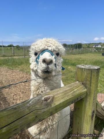 Alpaca: 