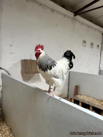 Rooster: …ein stolzer Gockel..