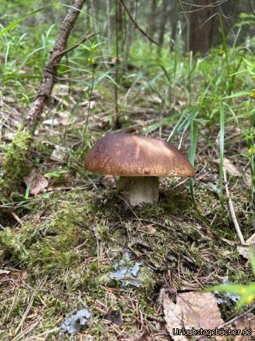 Steinpilz : Steinpilz