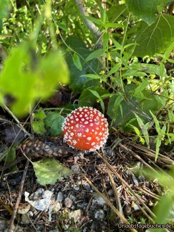 Fliegenpilz: …den essen wir nicht…