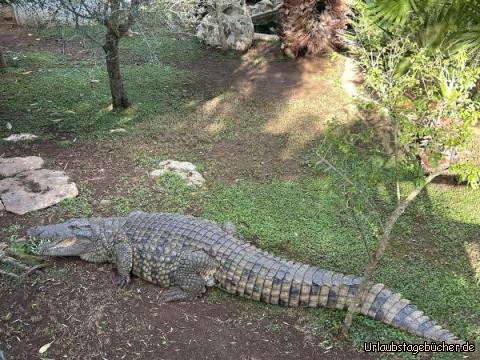 Zoo 4: Ein riesiges Nilkrokodil