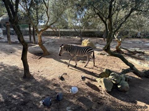 Zoo 5: 