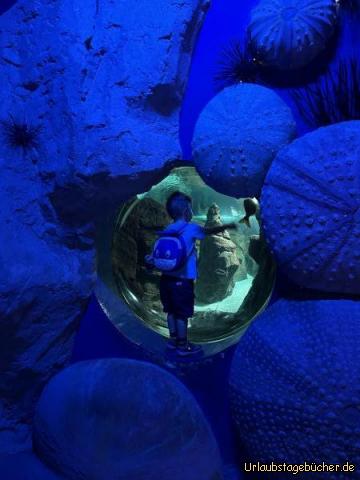 Aquarium 1: 