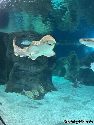 Aquarium 3: 