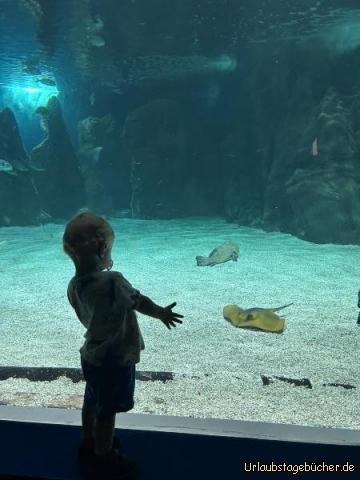 Aquarium 2: 