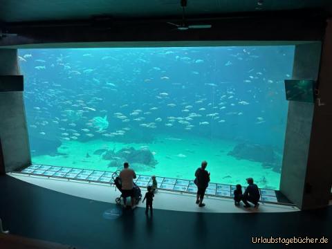 Aquarium 1: Dieses gigantische Aquarium fasst sagenhafte 4, 5 Millionen Liter Salzwasser…