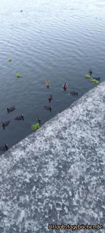 Enten: Entzückende Enten