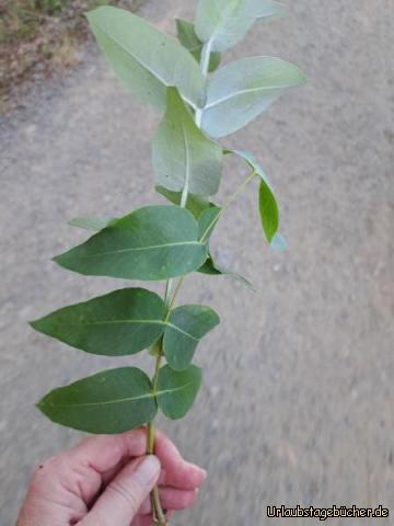 Eukalyptusblatt: 