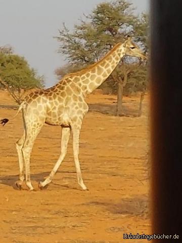 Tiere im Park : Giraffe 