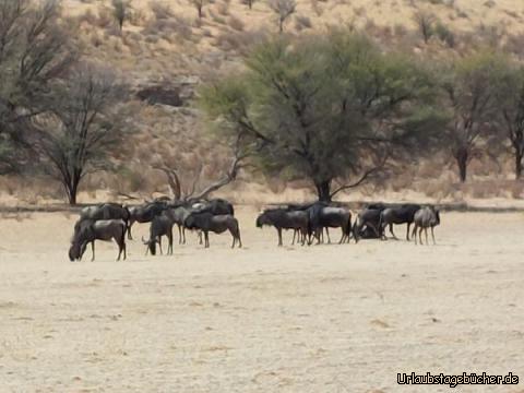 Herden: Blue Wildebeest