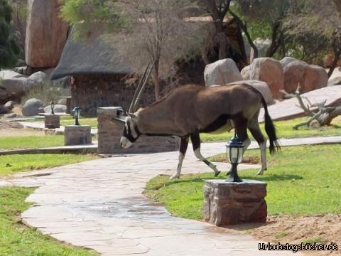 Unsere Lodge : Gestatten Oryx 