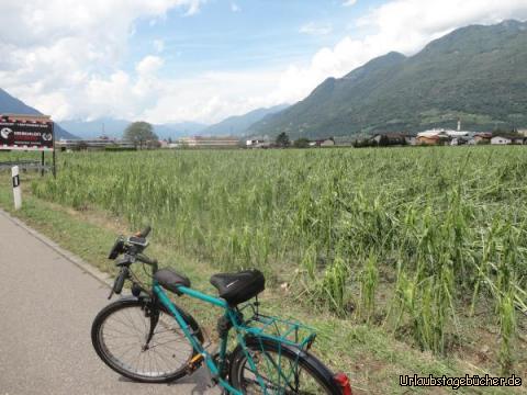 Zerstörtes maisfeld: Am Weg nach Locarno ein zerstörtes Maisfeld 
