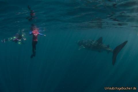 Whaleshark: Der Zeitpunkt ist nun gekommen. Darf ich euch meinen Begleiter für den heutige Tag vorstellen?
Whaleshark, ca. 5 Meter lang. Glaubt nicht, dass das der einzige war. Da folge mehr :-)