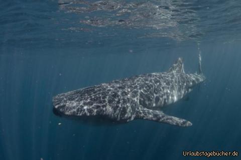Whaleshark3: In dieser Situation schwamm der Walhai direkt auf uns zu. Wir mussten ihm schnell den weg frei machen. 
Diese Situation war einfach Unglaublich.