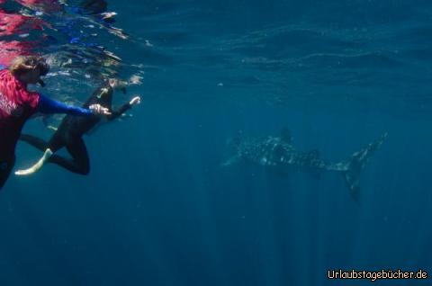 Ich und der Whaleshark: Ich und der Walhai