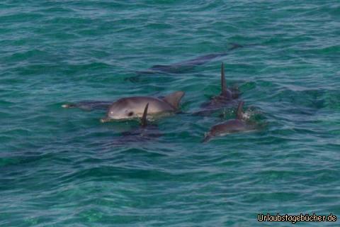 DelphineWhaleshark: Wir hatten Glück und sahen noch ein Rudel Delphine