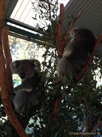 Koalas: 