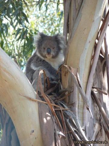 GOR Koala 2: 