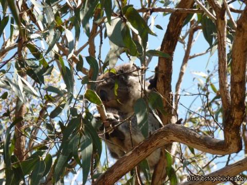 GOR Koalas: Der kleine muss seine 20 Stunden Schlaf am Tag schaffen :-)