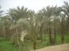 Palmenplantage: kurz bevor wir die Nekropole (Totenstadt) von Sakkara erreichen,
durchqueren wir einen ungewohnt üppig grünen Palmenhain