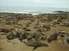 Seehundkolonie: eine der weltgrößten Seehundkolonien