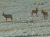 Kuhantilopen: Kuhantilopen im Etosha Nationalpark