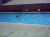 ich im Pool: ich im Pool von Halali (im Etosha Nationalpark)