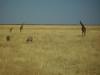 Giraffenfamilie: eine Giraffenfamilie im Etosha Nationalpark
(und natürlich wieder ein paar Zebras mit im Bilde)