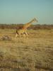 Giraffe: eine Giraffe im Etosha Nationalpark