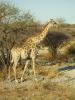 Giraffe: eine Giraffe - das letzte Tier, das wir im Etosha Nationalpark treffen