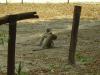 Affen: Affen auf unserem Zeltplatz bei Maun