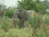 Elefantenbulle: ein beeindruckender Elefantenbullen in freier Wildbahn