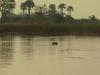 Flusspferd: Flusspferde im Okawango Delta
(jedenfalls sieht man etwas vom Flusspferdkopf - die Öhrchen und die Nase)