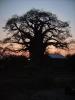 Sonnenaufgang: Sonnenaufgang hinter einem gigantischen Affenbrotbaum