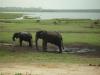 Chobe Nationalpark: viele viele Tiere im Chobe Nationalpark