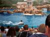 Delphinritt: ein Ritt auf einem Delphin während der Dolphin Show