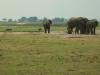 Elefanten und Flusspferde: Elefanten (rechts) und Flusspferde (hinten links) im Chobe Nationalpark