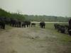 Elefantenherden auf dem Weg: eine Elefantenherden blockiert unseren Weg durch den Chobe Nationalpark