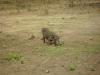 Warzenschwein: ein Warzenschwein im Chobe Nationalpark
